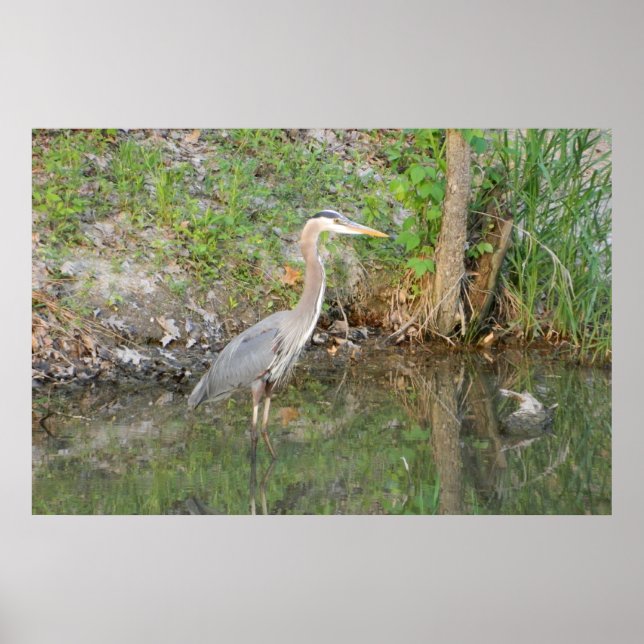 Great Blue Heron Woodland Poster (Front)