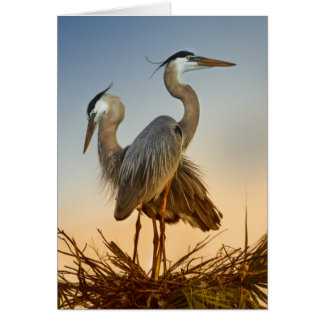 Great Blue Herons at Sunrise Cards