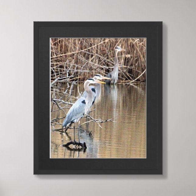 Great Blue Herons Waterscape Poster (Framed Front)
