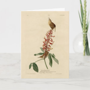 Great Carolina Wren - Audubon's Birds of America Card