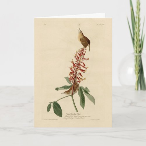 Great Carolina Wren _ Audubons Birds of America Card