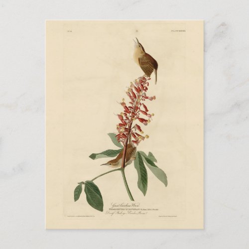 Great Carolina Wren _ Audubons Birds of America Postcard