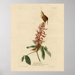 Great Carolina Wren - Audubon's Birds of America Poster