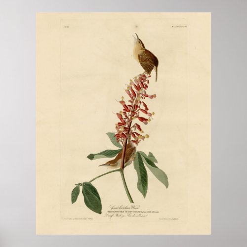 Great Carolina Wren _ Audubons Birds of America Poster