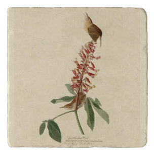 Great Carolina Wren - Audubon's Birds of America Trivet