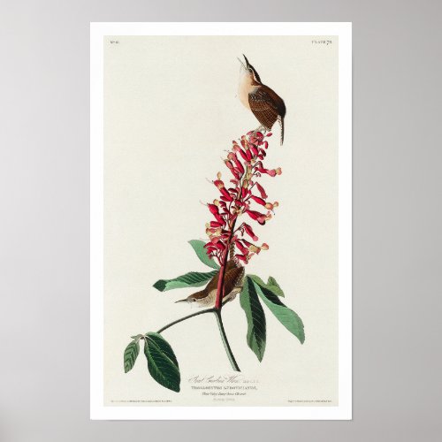 Great Carolina Wren by Audubon Poster