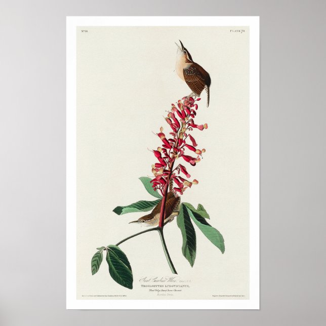 Great Carolina Wren by Audubon Poster (Front)