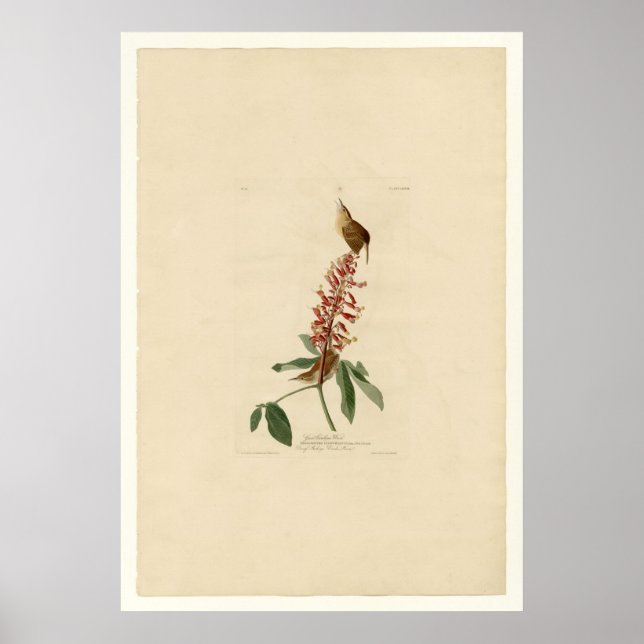 Great Carolina Wren Poster (Front)