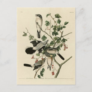 Great Cinereous Shrike - Audubon Birds of America Postcard