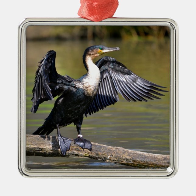 Great Cormorant with opened wings Metal Ornament (Front)