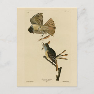Great Crested Flycatcher, Audubon Birds of America Postcard