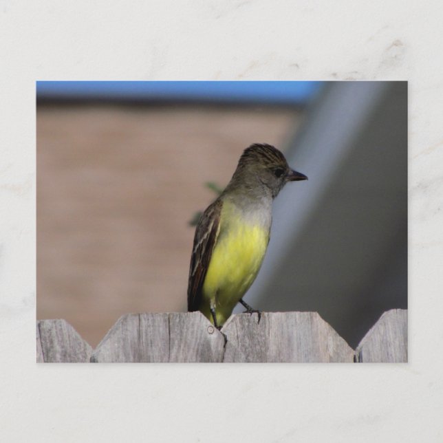 Great Crested Flycatcher Postcard (Front)