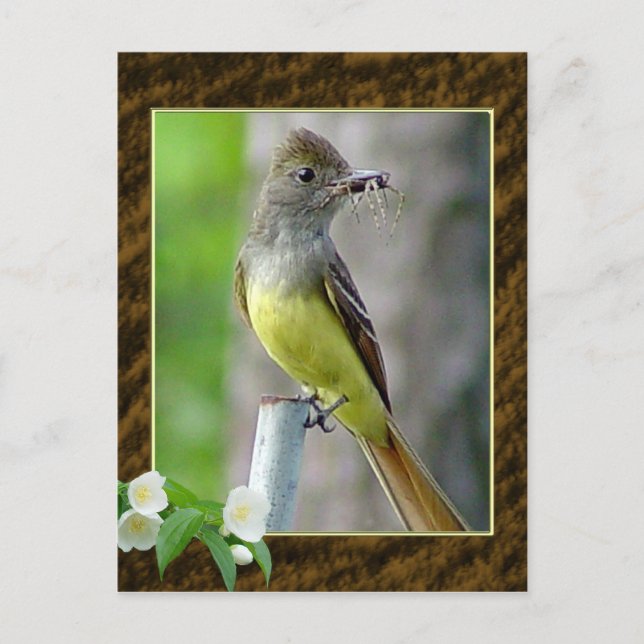 Great Crested Flycatcher Postcard 2 (Front)