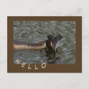 Great Crested Grebe Cust. HELLO Postcard