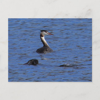 Great Crested Grebe Postcard