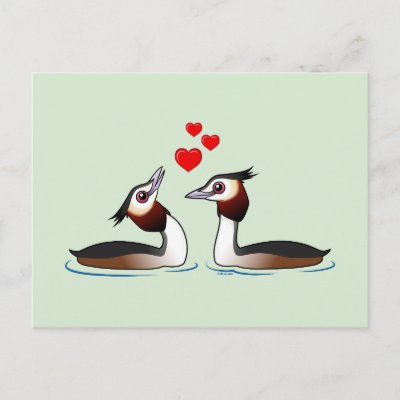 Great Crested Grebes in Love Postcard