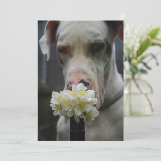 Great Dane (Standing Front)