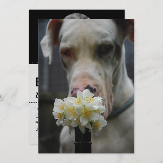 Great Dane (Front/Back)