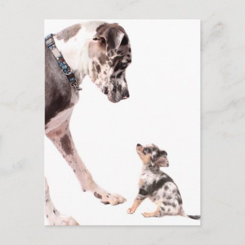 Great Dane and chihuahua Postcard