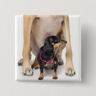 Great Dane and Dachshund portrait Pinback Button