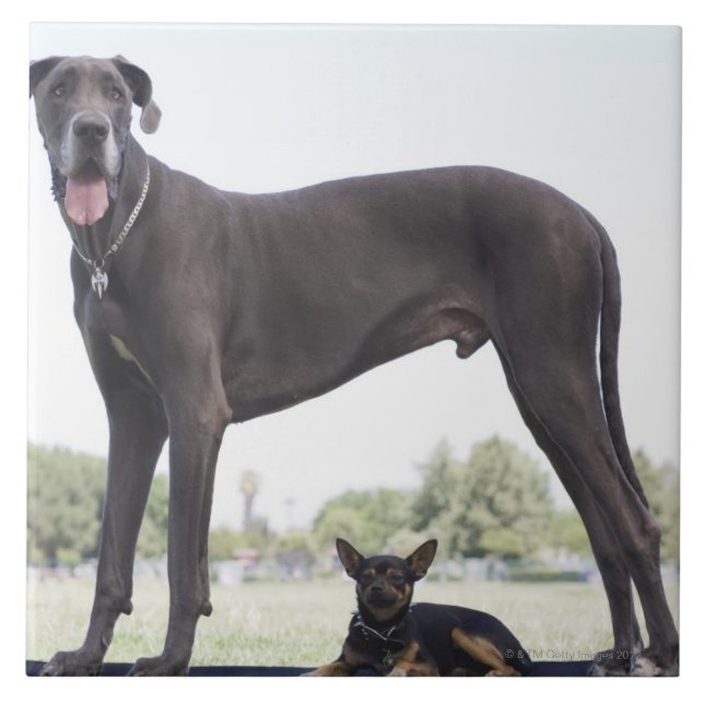 Great dane and small mixed-breed dog ceramic tile (Front)