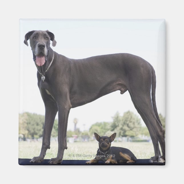 Great dane and small mixed-breed dog magnet (Front)
