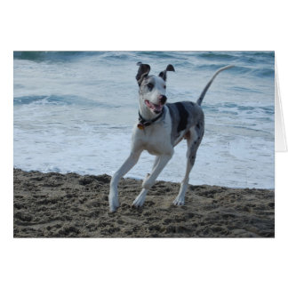 Great Dane at beach Cards