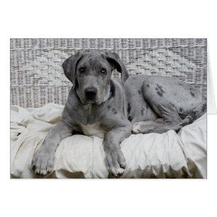 Great Dane Baby Boy "Hero" Cards