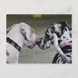 Great Dane Best Friends Postcard