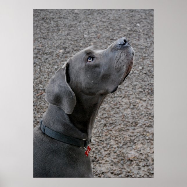 Great Dane blue Poster (Front)