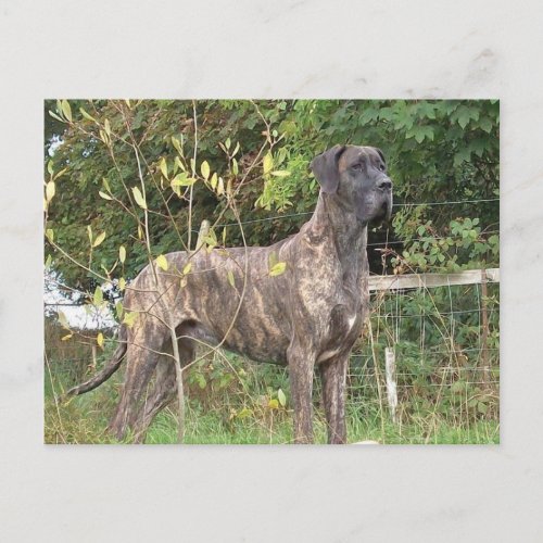 great dane brindle full postcard