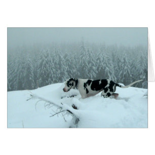 Great Dane "Cash" In The Snow Cards