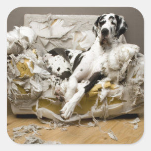 Great Dane Chewed Sofa Pet Sitter Dog Walker Square Sticker