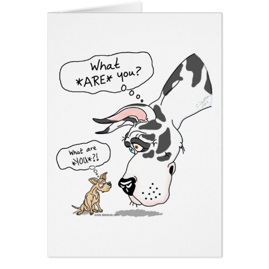 Great Dane & Chihuahua Harlequin (Front)