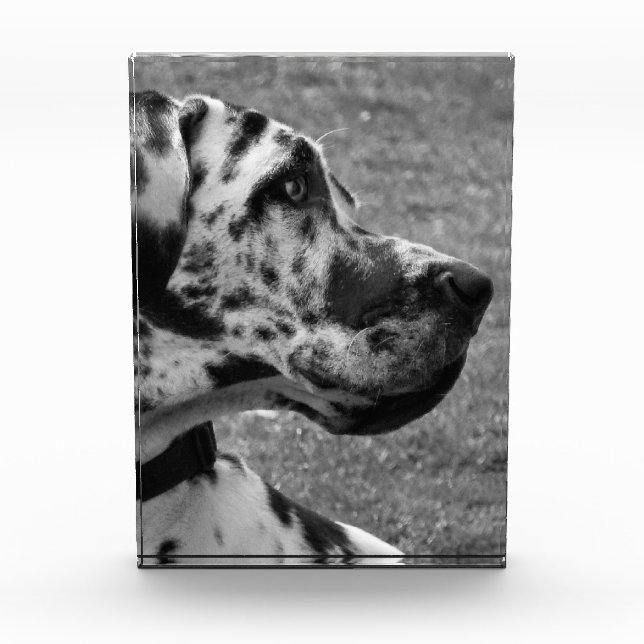 GREAT DANE DOG AWARD (Front)