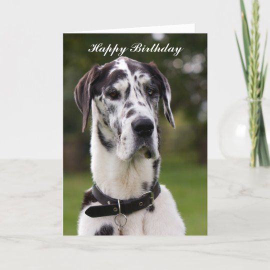 Great Dane Dog Happy Birthday Greetings Card Zazzle Com