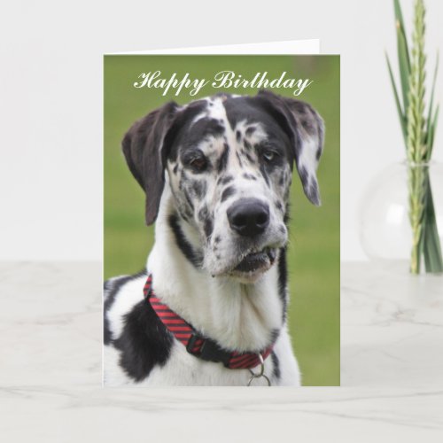 Great Dane dog happy greeting card