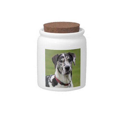 Great Dane dog harlequin beautiful photo gift Candy Jar