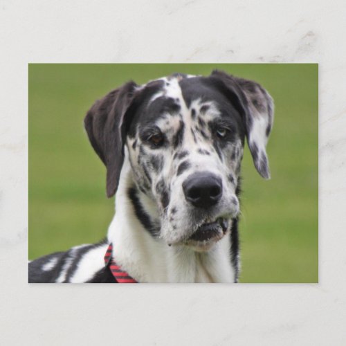Great Dane dog harlequin beautiful photo portrait Postcard