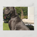 Great Dane Dog Postcard