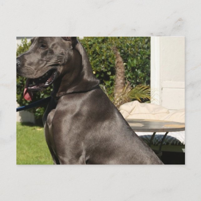 Great Dane Dog Postcard (Front)