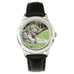 Great Dane Dog Watch