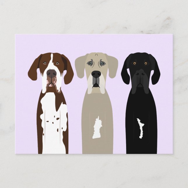 Great Dane Dogs Postcard (Front)