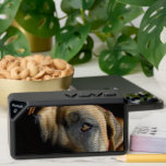 Great DAne Eye