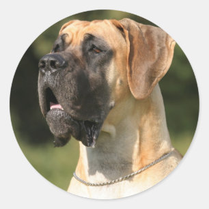 Great Dane - fawn / Deutsche Dogge - gelb Classic Round Sticker