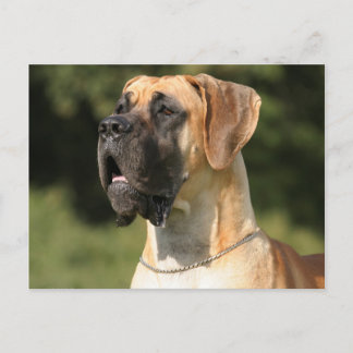 Great Dane - fawn / Deutsche Dogge - gelb Postcard