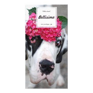 Great Dane Foto Cards