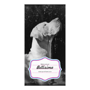 Great Dane Foto Cards