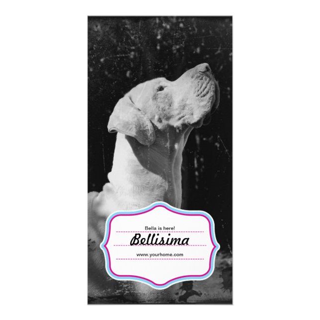 Great Dane Foto Cards (Front)