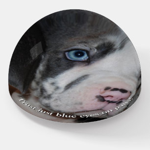 Great Dane Friends Paperweight